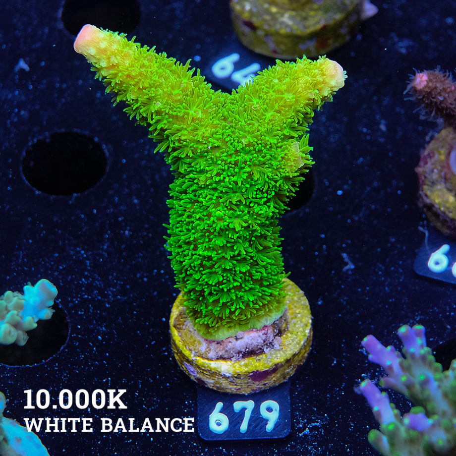 Acropora Specrifera