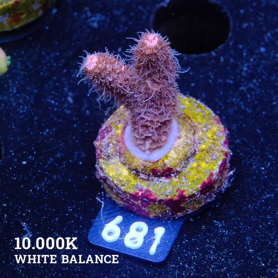 Acropora Millepora