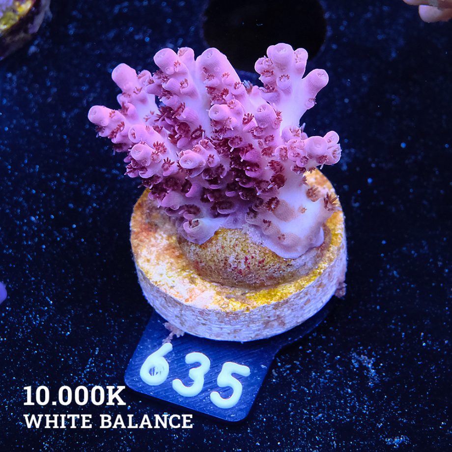 Acropora Mirabellis