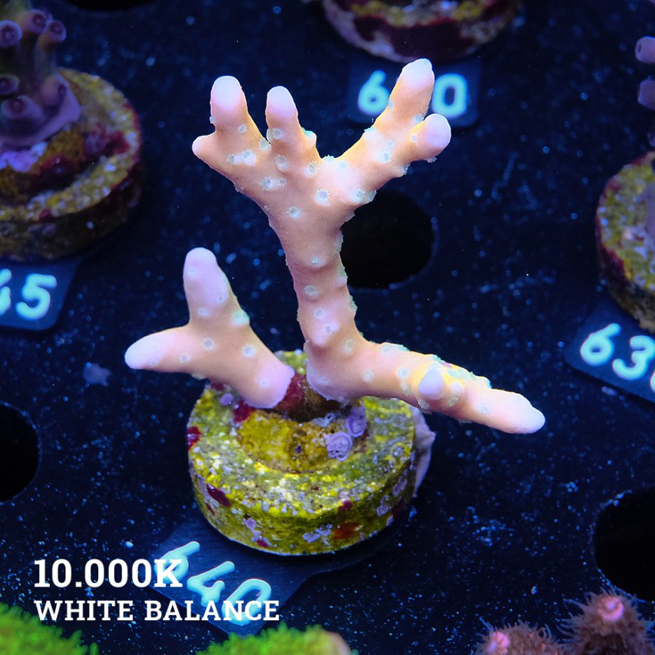 Anacropora 'Tropicana'
