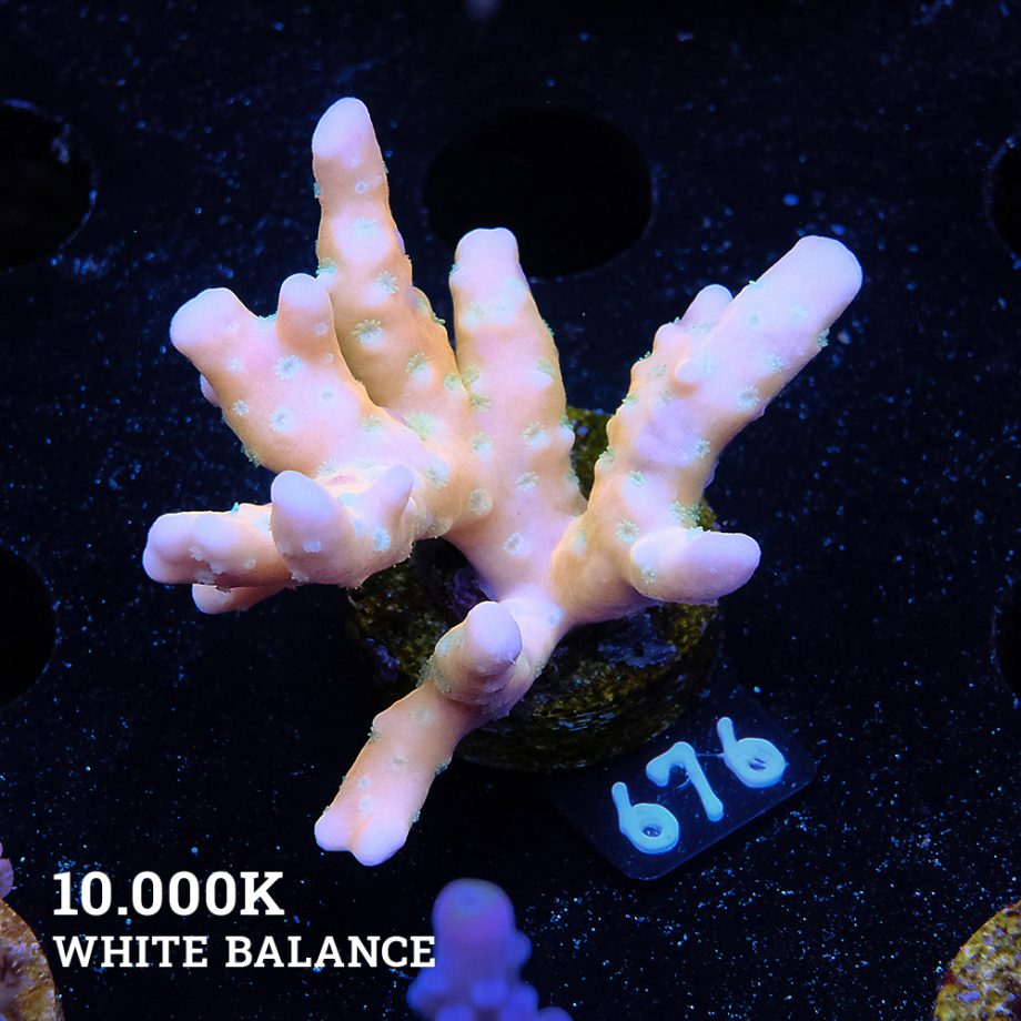 Anacropora 'Tropicana