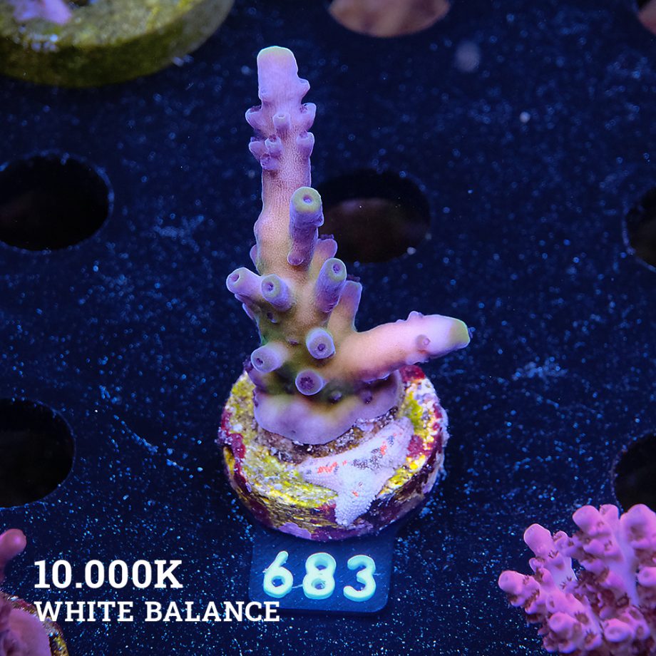 Acropora 'Cali Tort