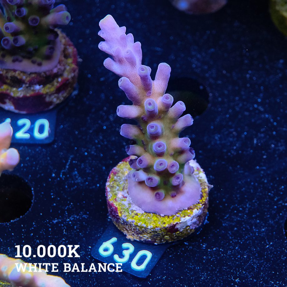 Acropora 'Cali Tort
