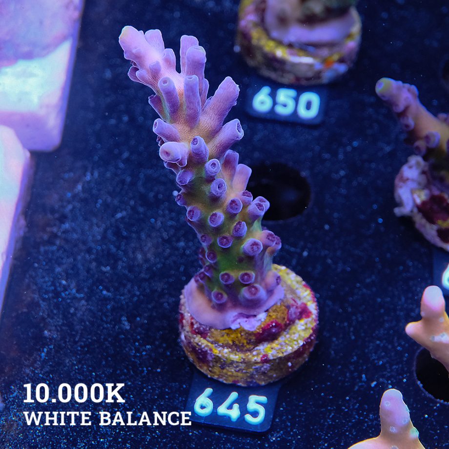 Acropora 'Cali Tort'