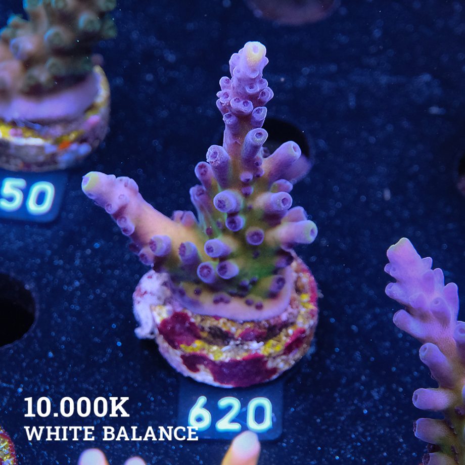 Acropora 'Cali Tort'
