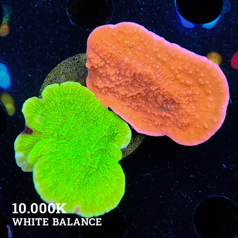 Montipora Mix