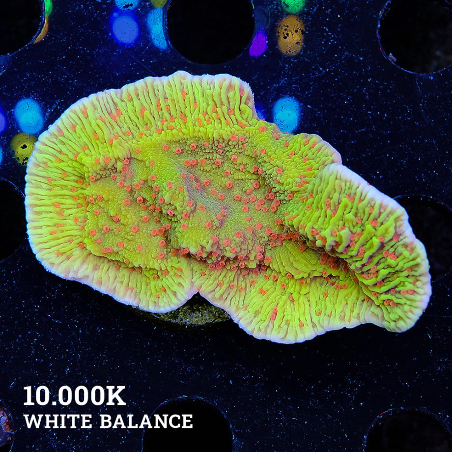 Montipora 'Chili Pepper'