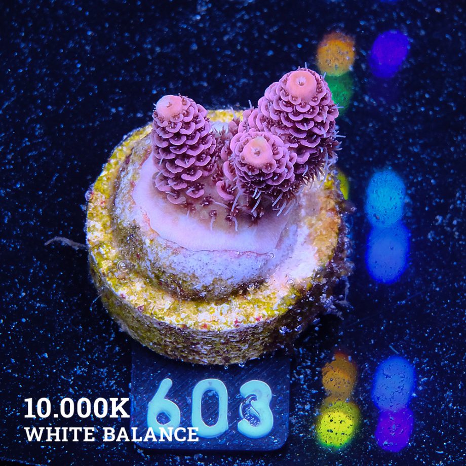 Acropora Millepora 'Solid Pink'