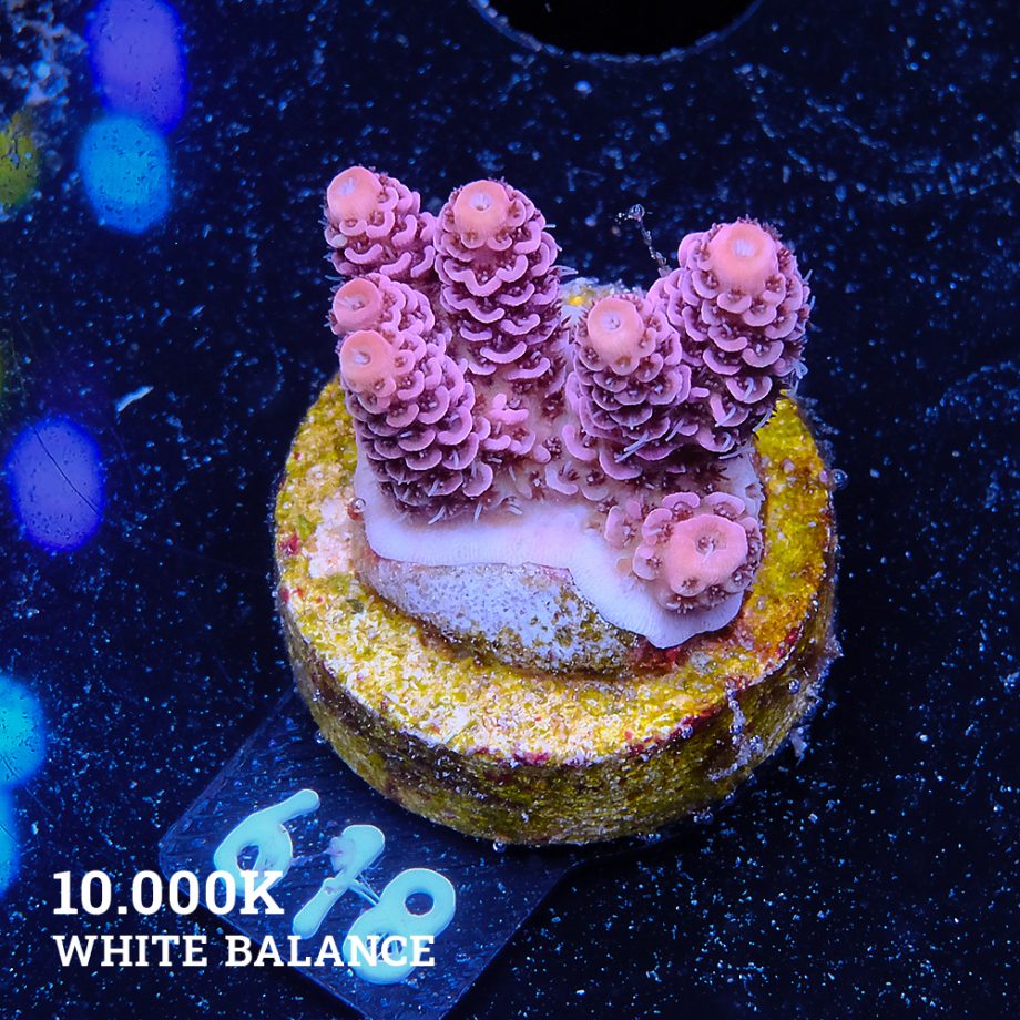 Acropora Millepora 'Solid Pink'