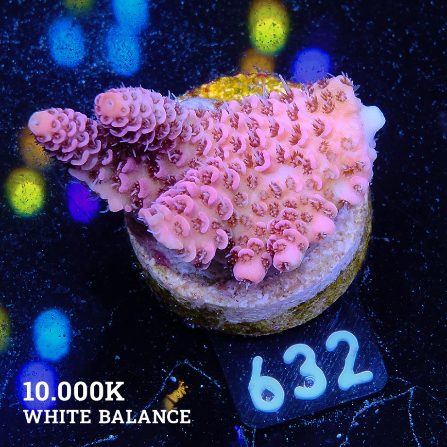 Acropora Millepora 'Solid Pink'