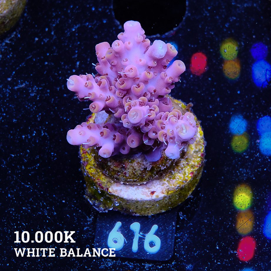 Acropora Selago 'Pink & Yellow'