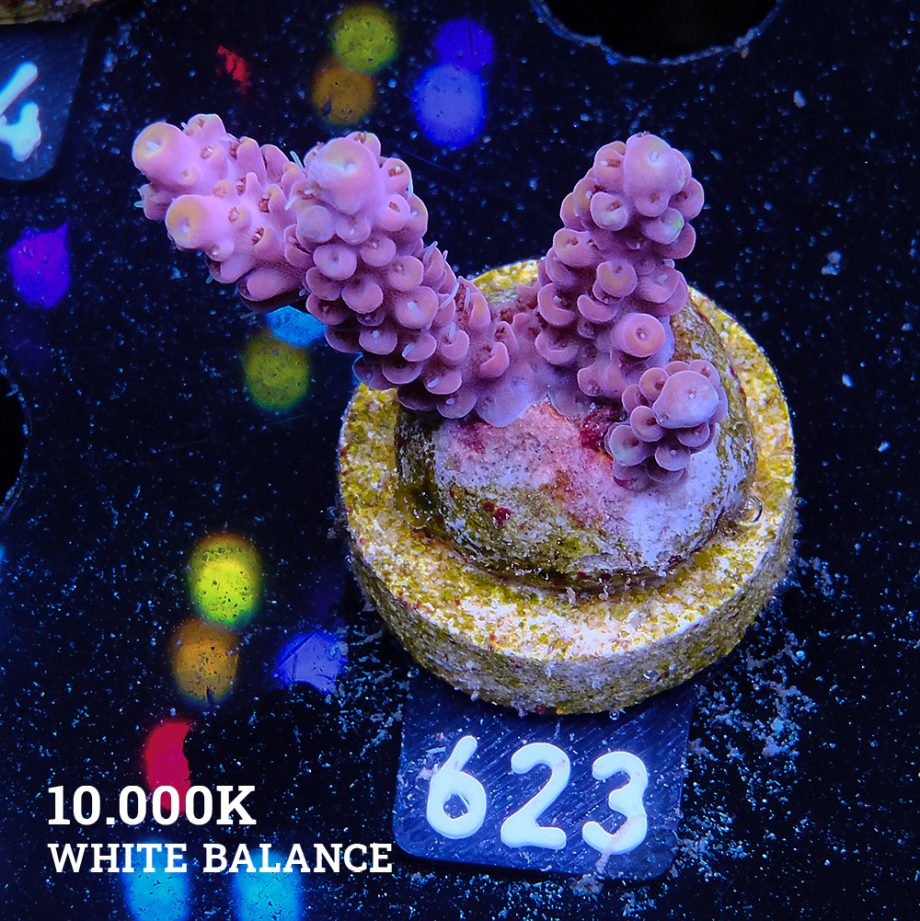 Acropora Selago 'Pink & Yellow'