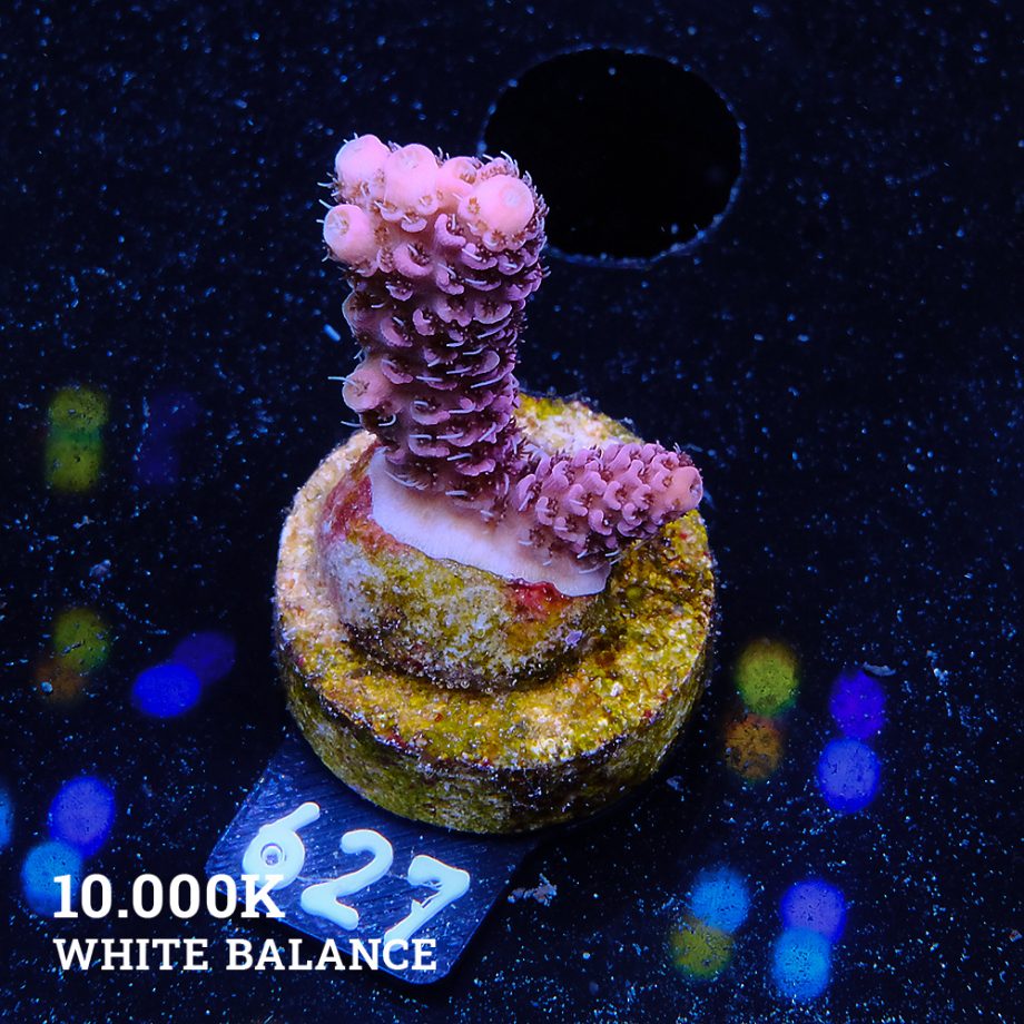 Acropora Millepora 'Solid Pink'