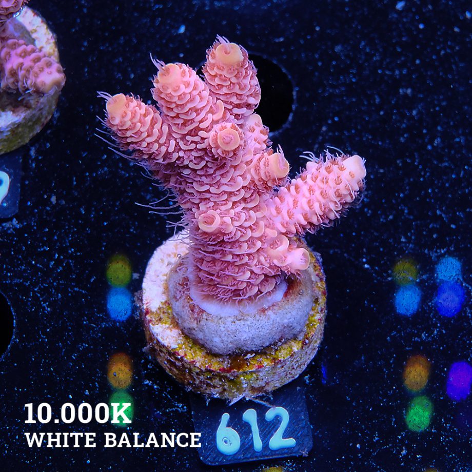 Acropora Millepora 'Ultra Orange'