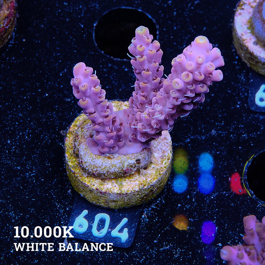 Acropora Selago 'Pink & Yellow'