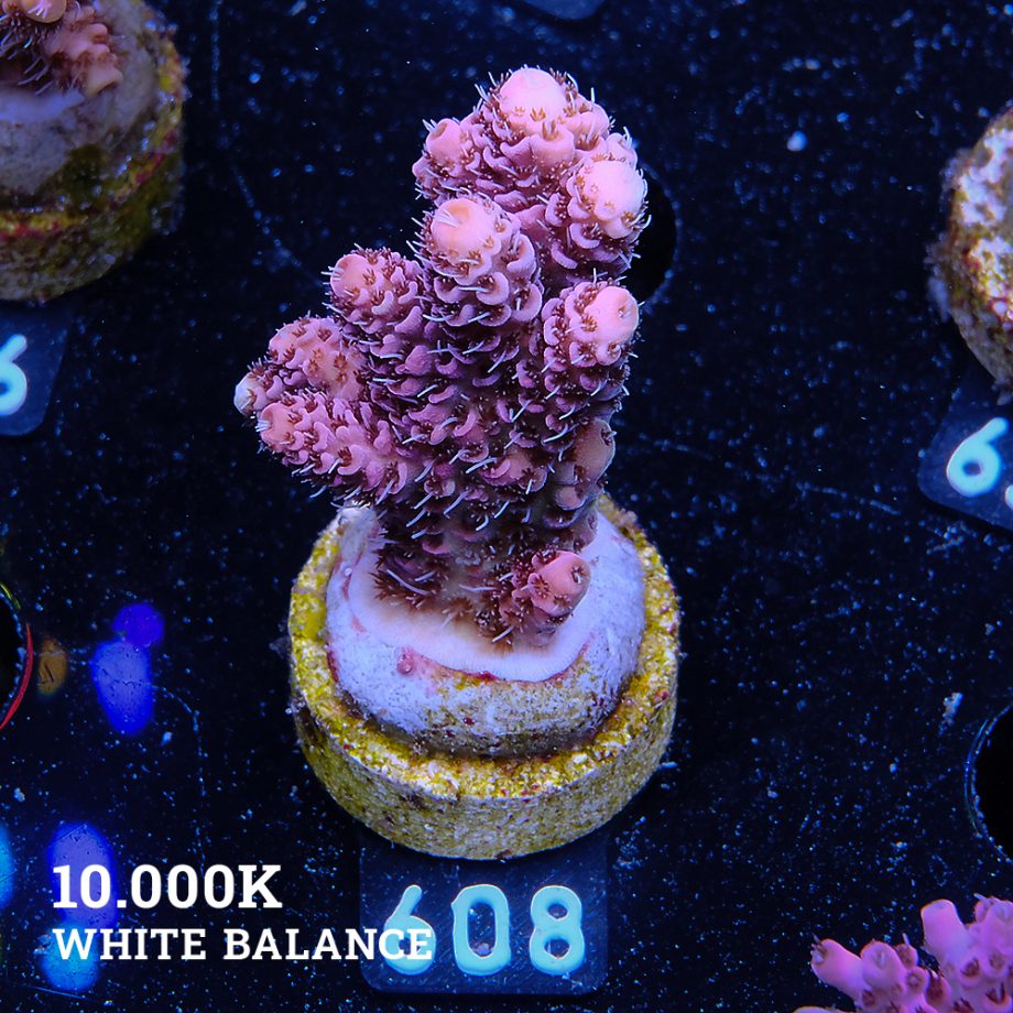 Acropora Millepora 'Solid Pink'