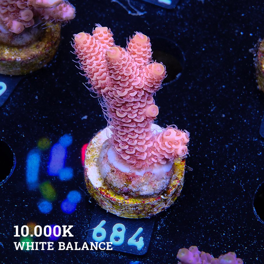 Acropora Millepora 'Ultra Orange'