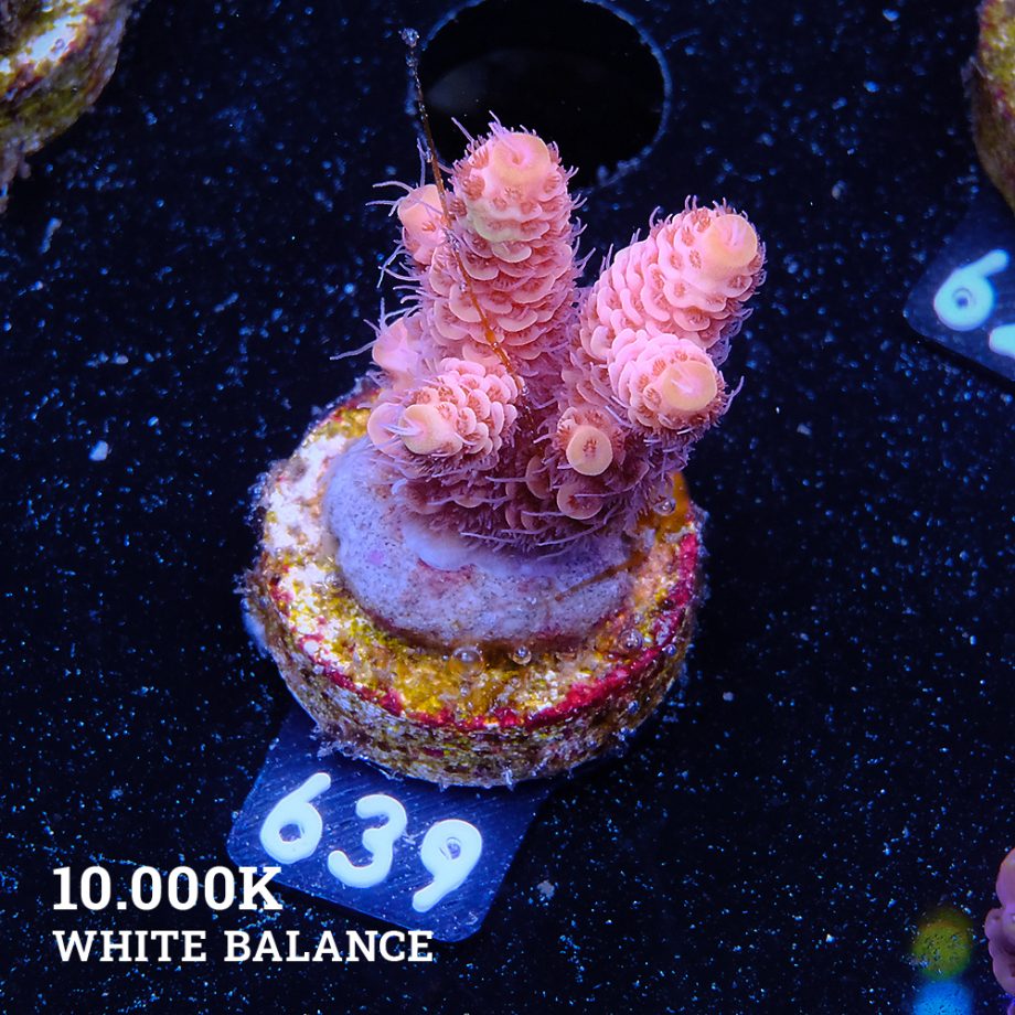 Acropora Millepora 'Ultra Orange'
