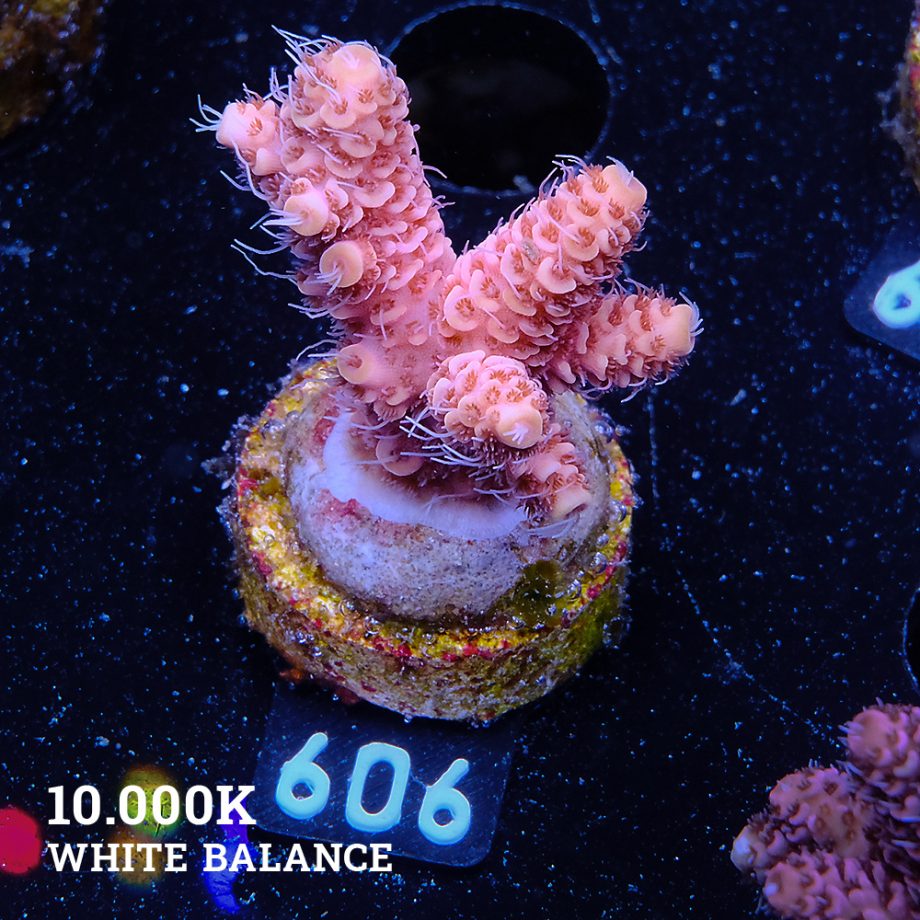 Acropora Millepora 'Ultra Orange'