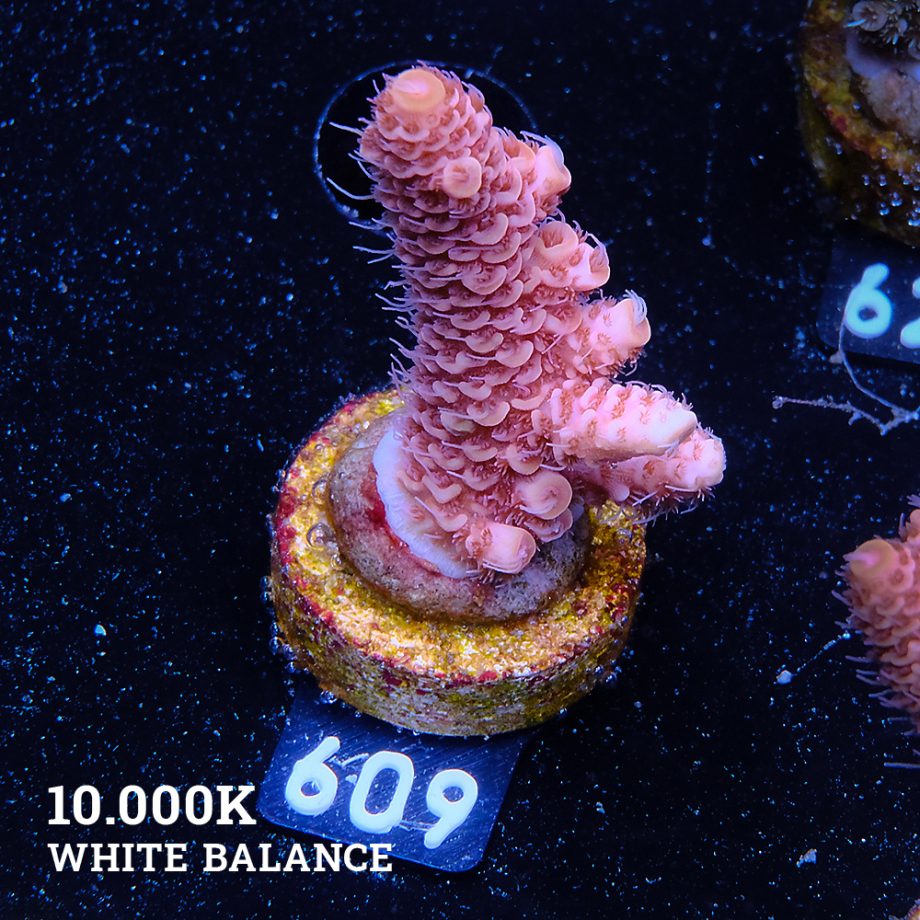 Acropora Millepora 'Ultra Orange'