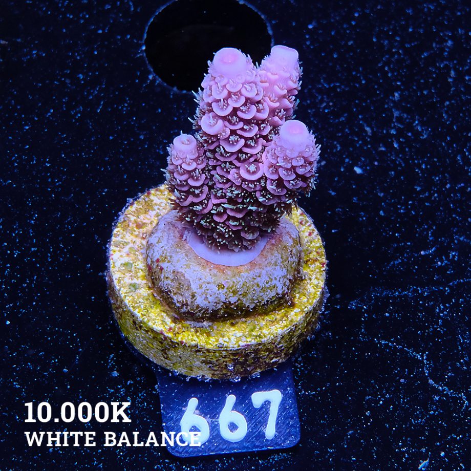 Acropora Millepora 'Pink Rainbow'