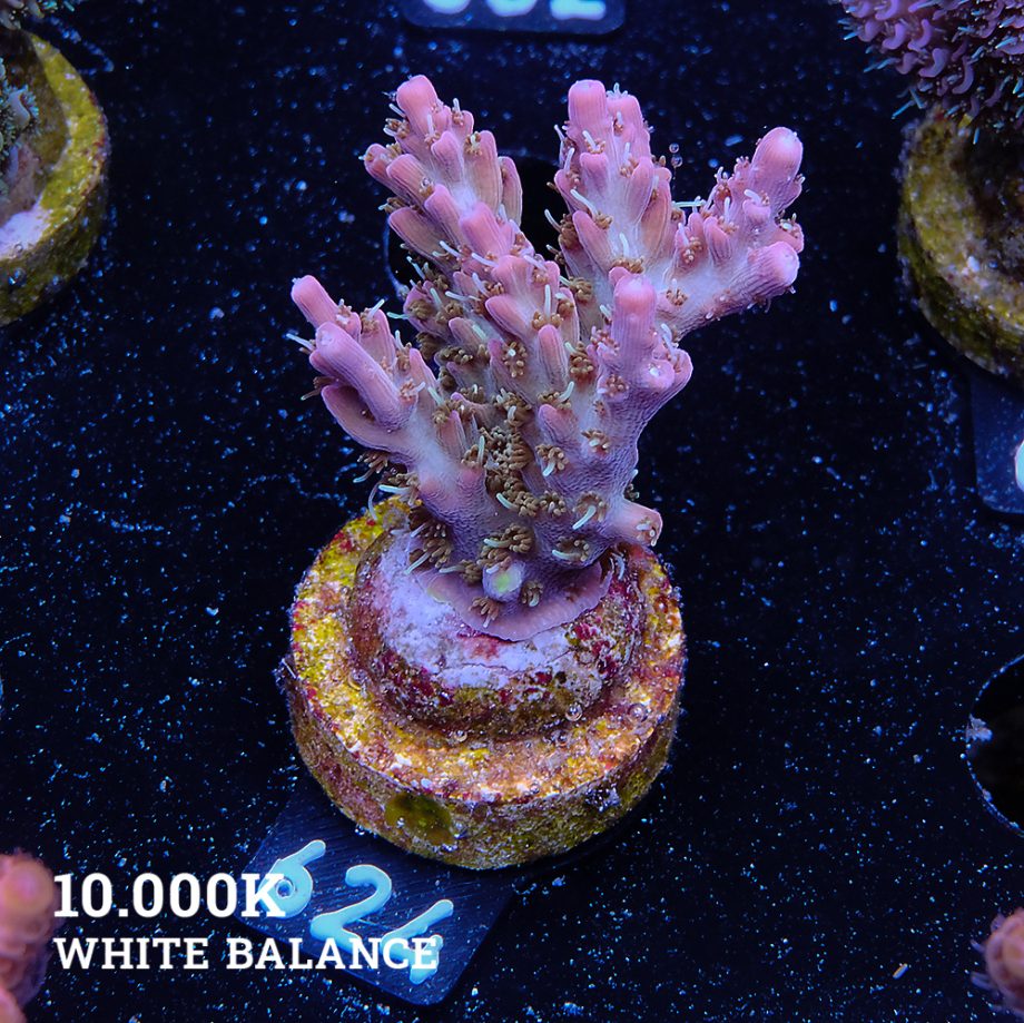 Acropora 'Confetti'