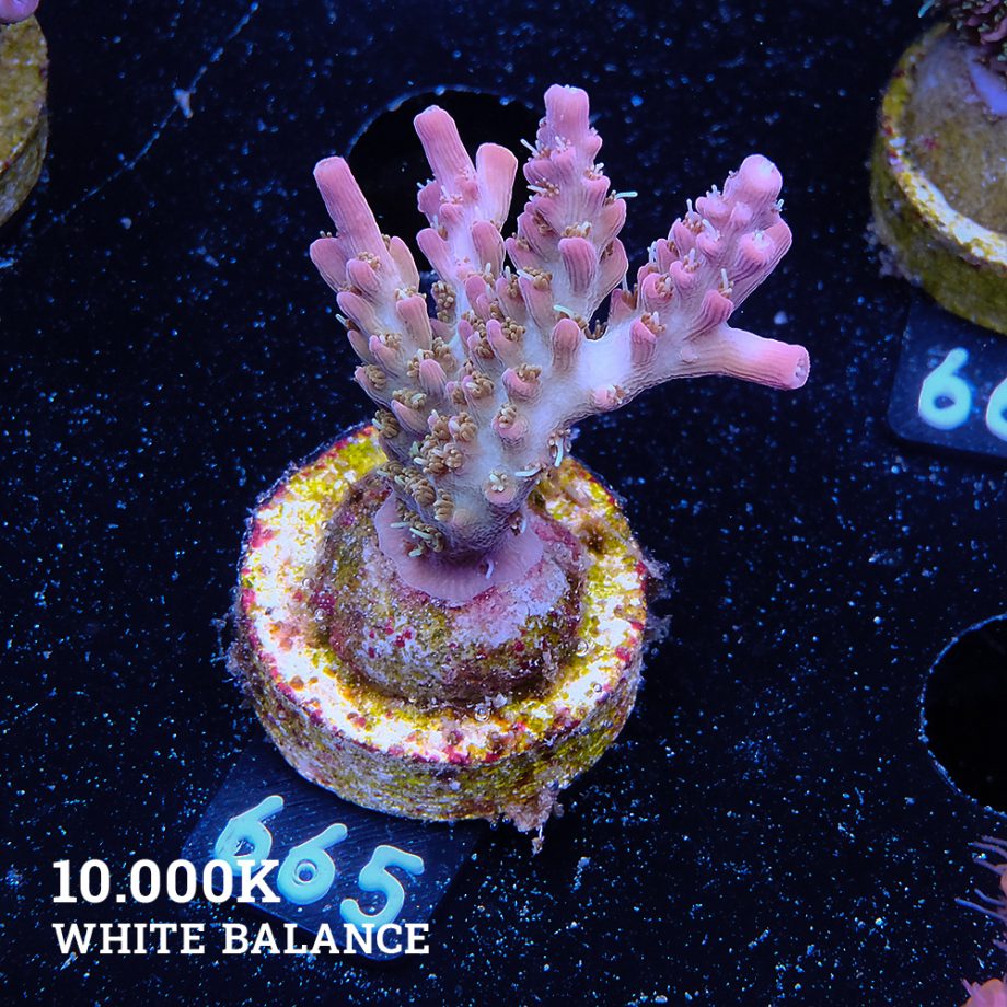 Acropora 'Confetti'
