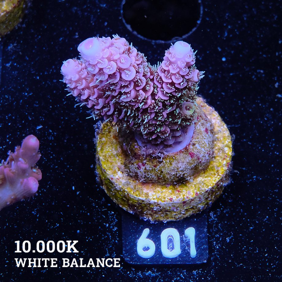 Acropora Millepora 'Pink Rainbow'