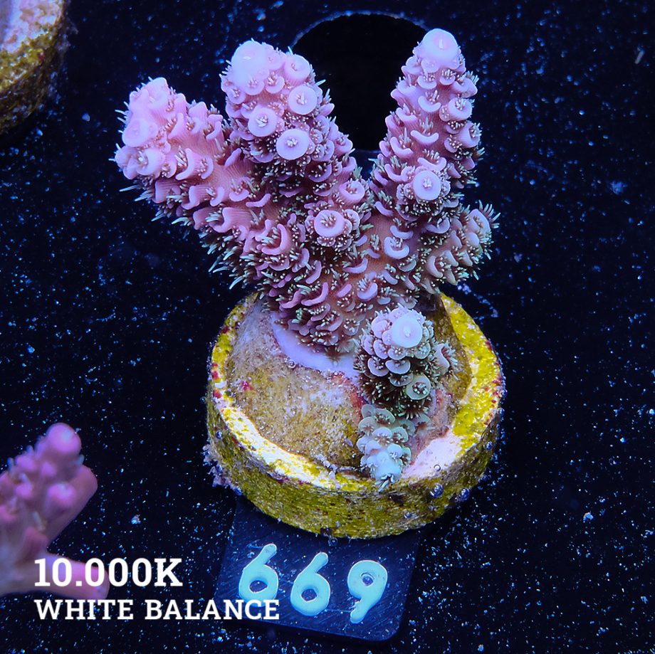 Acropora Millepora 'Pink Rainbow'