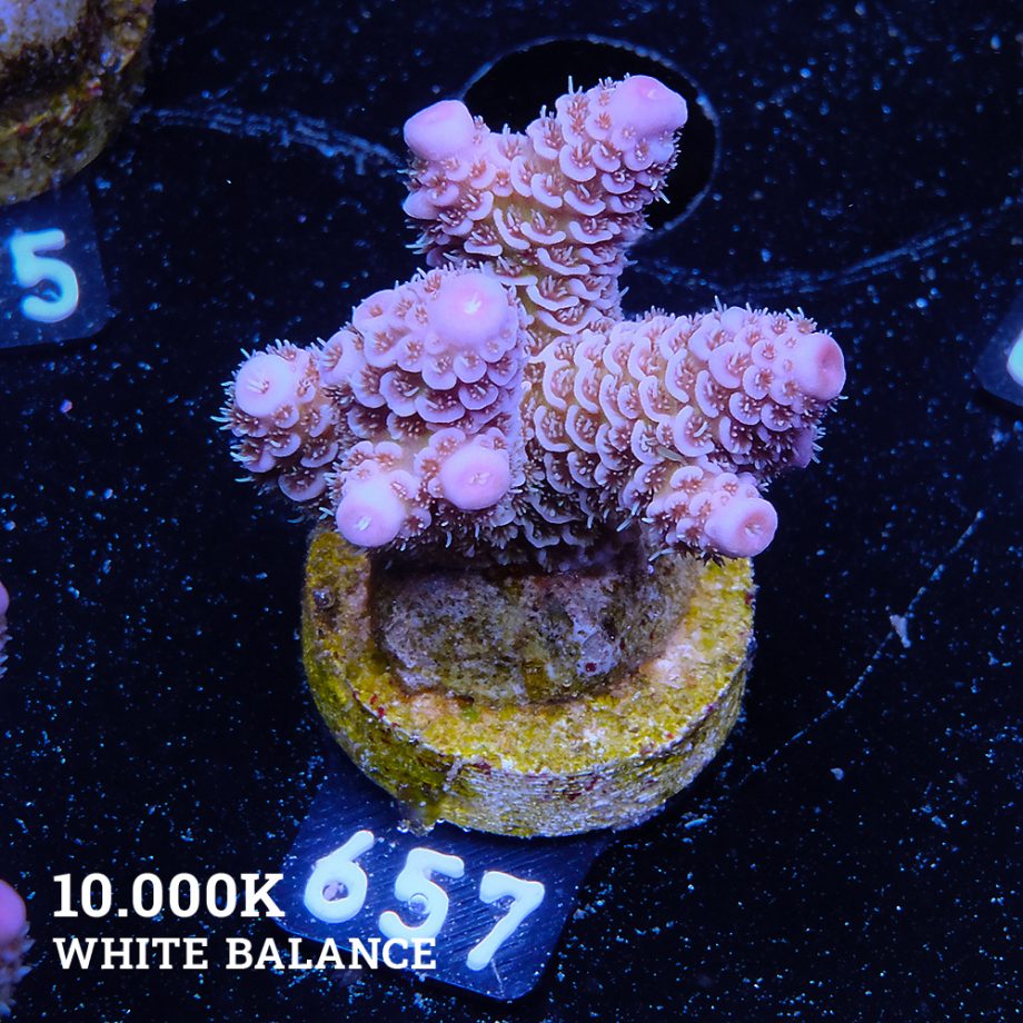 Acropora Millepora 'Blue Tips'