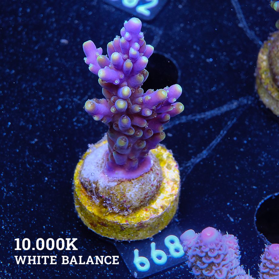 Acropora Secale
