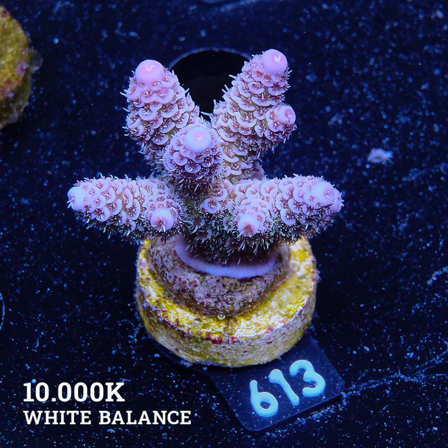 Acropora Millepora 'Blue Tips'