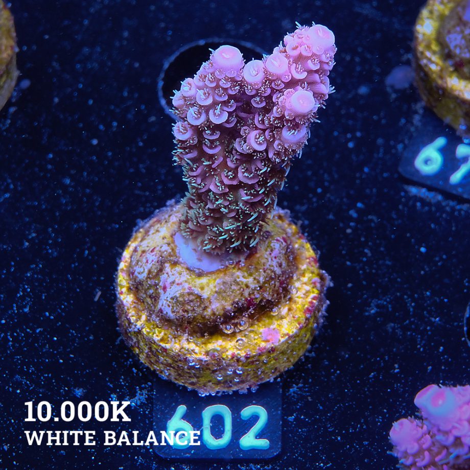 Acropora Millepora 'Pink Rainbow'