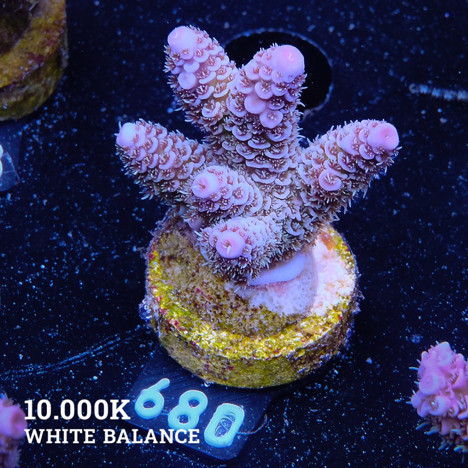 Acropora Millepora 'Blue Tips'