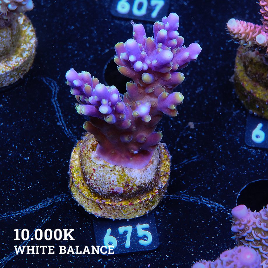 Acropora Secale