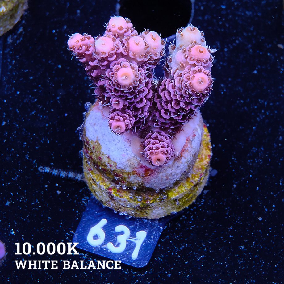 Acropora Millepora 'Solid Pink'