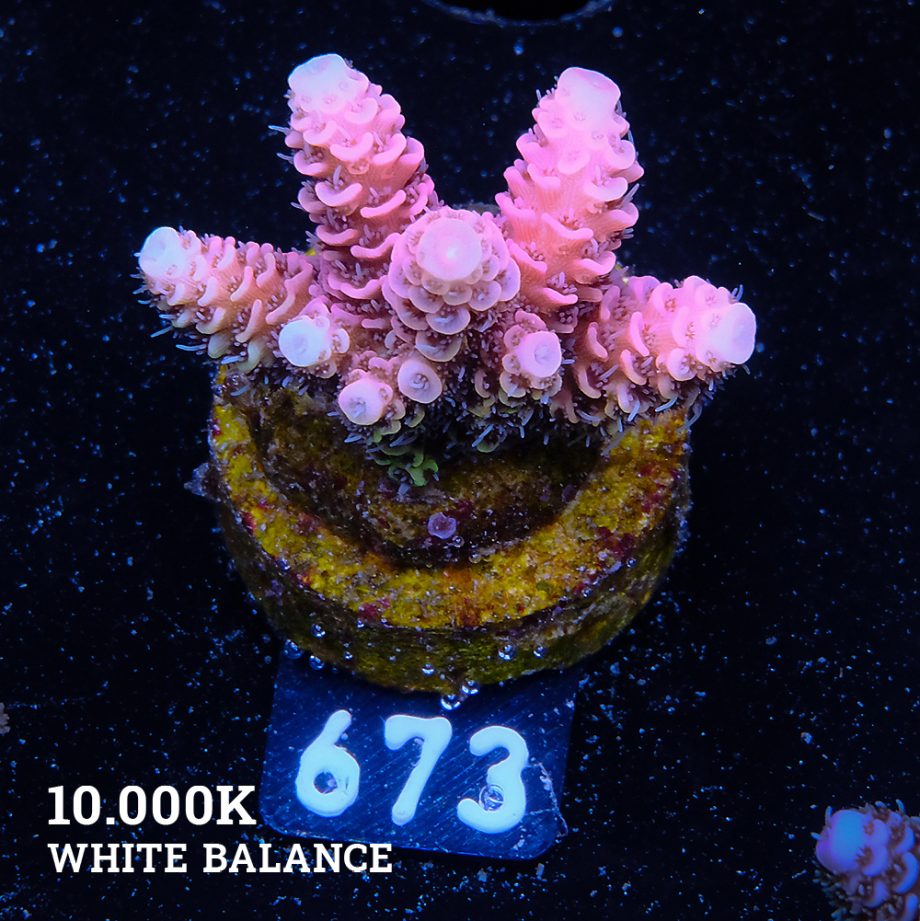 Acropora Millepora 'Red Rainbow'