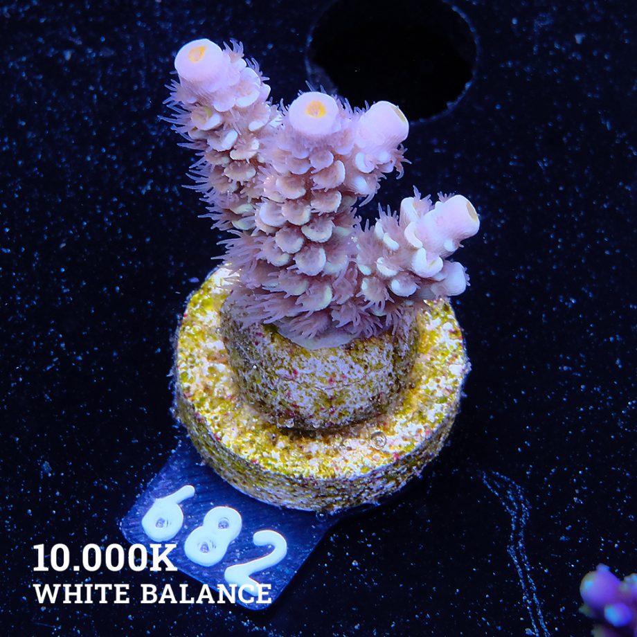 Acropora Tenuis 'Yellow Ultra'