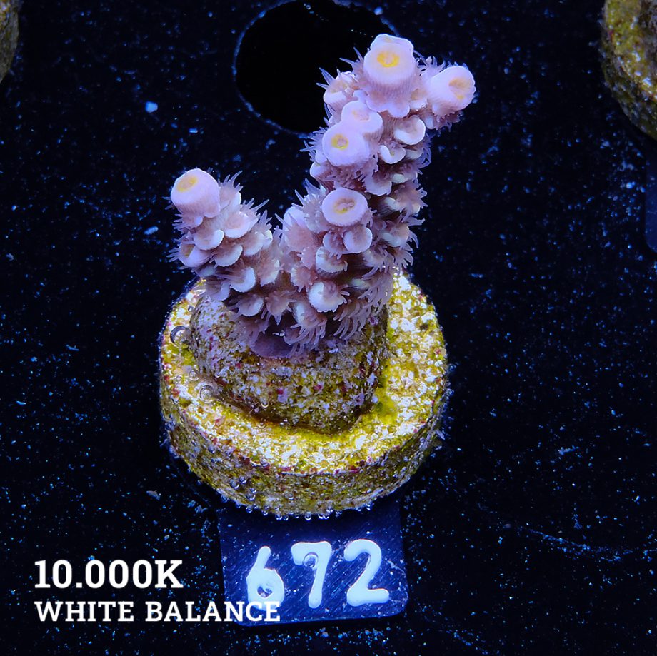 Acropora Tenuis 'Yellow Ultra'