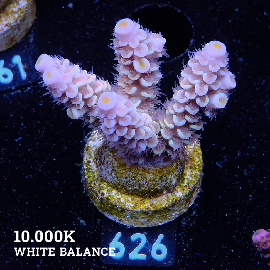 Acropora Tenuis 'Yellow Ultra'