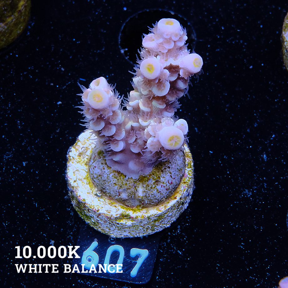 Acropora Tenuis 'Yellow Ultra'
