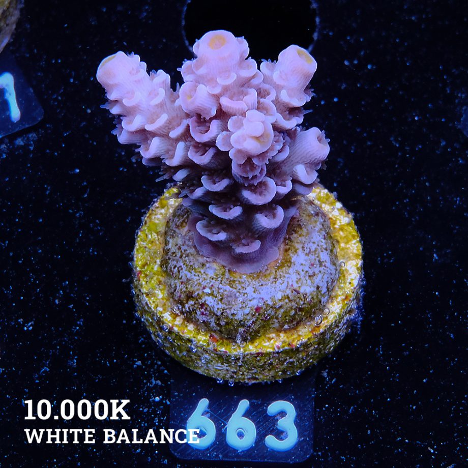 Acropora Tenuis 'Pale Rainbow'