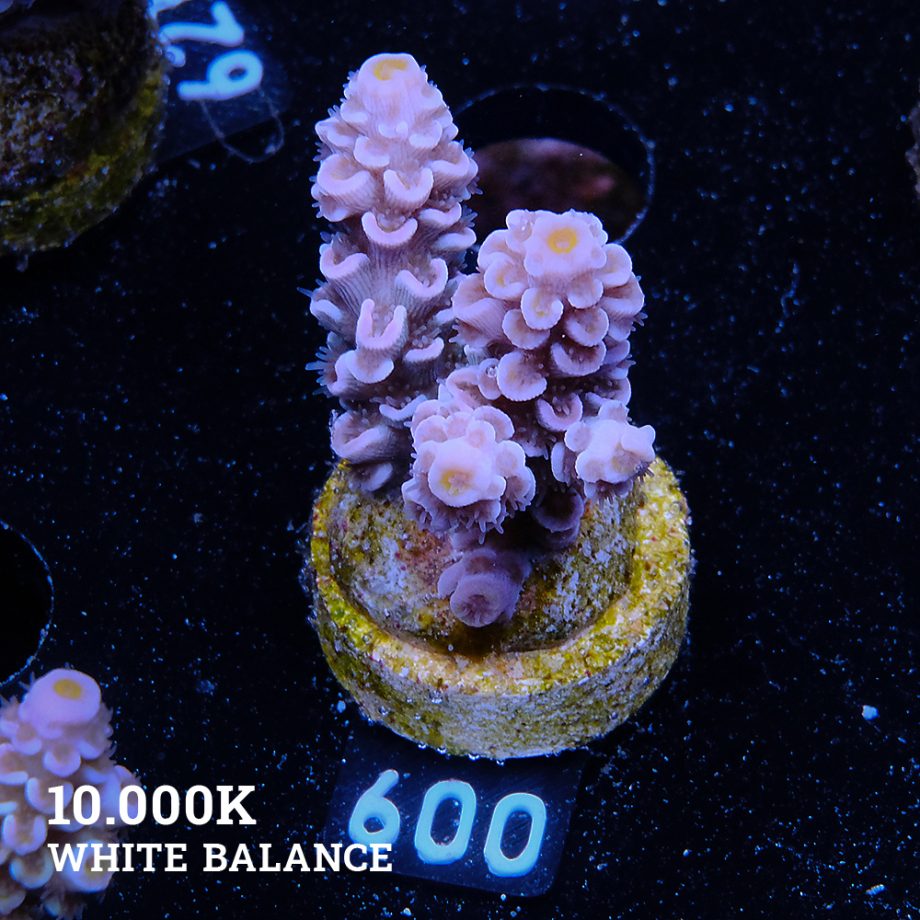 Acropora Tenuis 'Pale Rainbow'