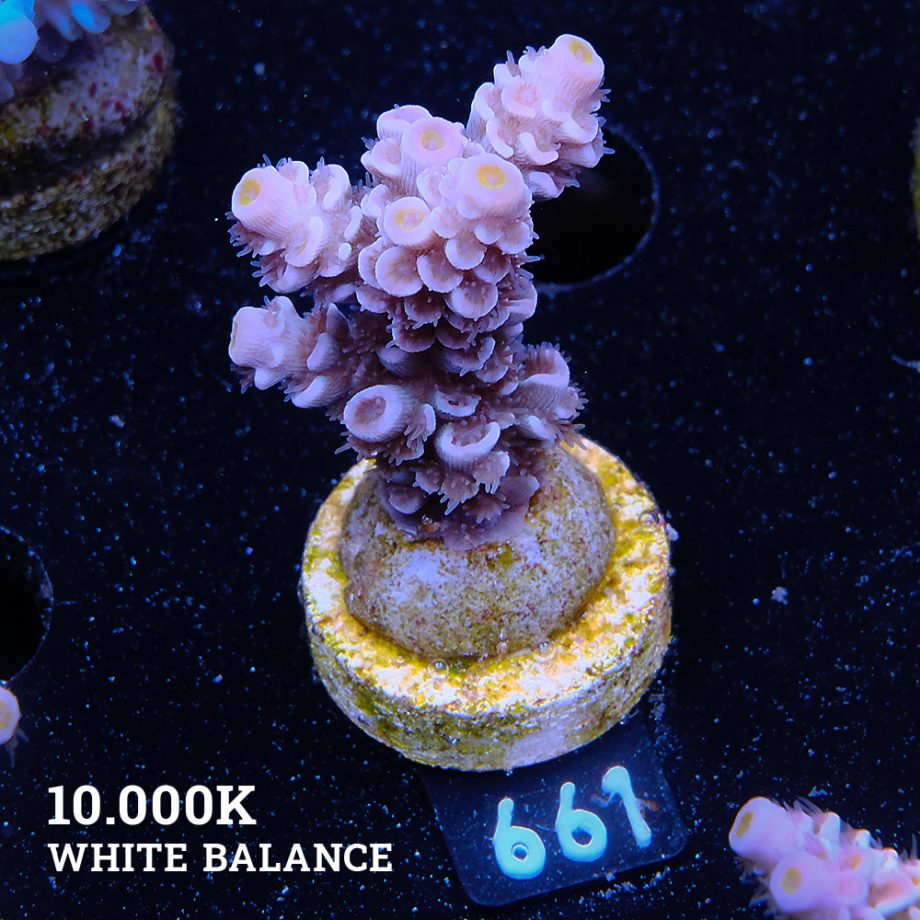Acropora Tenuis 'Pale Rainbow'