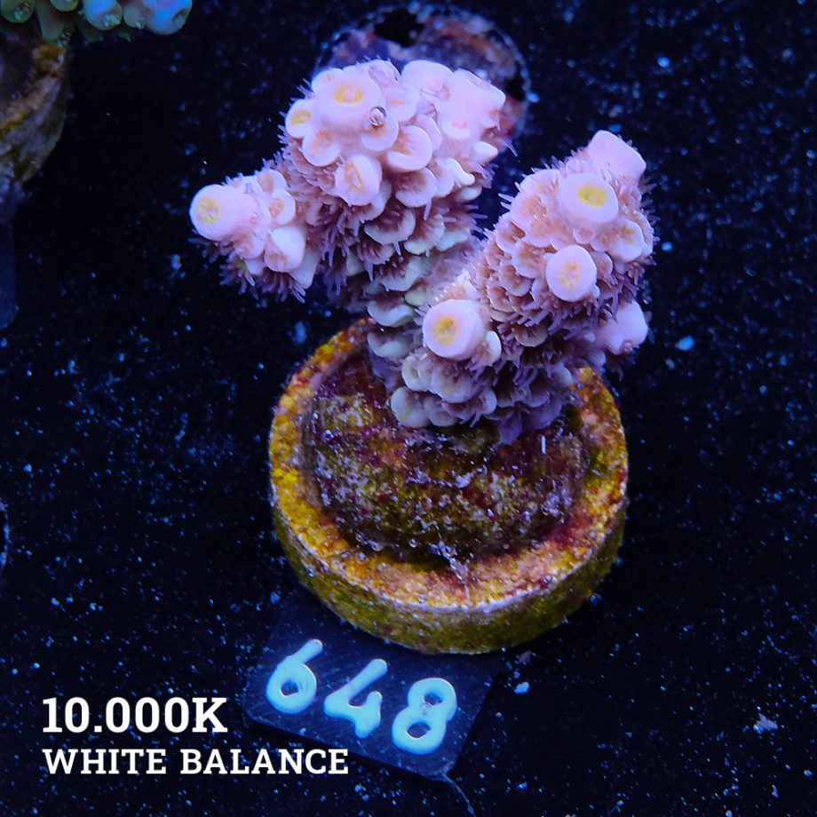 Acropora Tenuis 'Yellow Ultra'