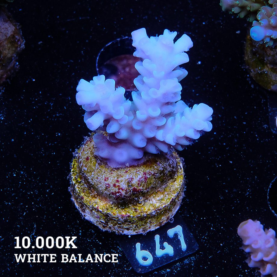 Acropora Tenuis '100% Blue'
