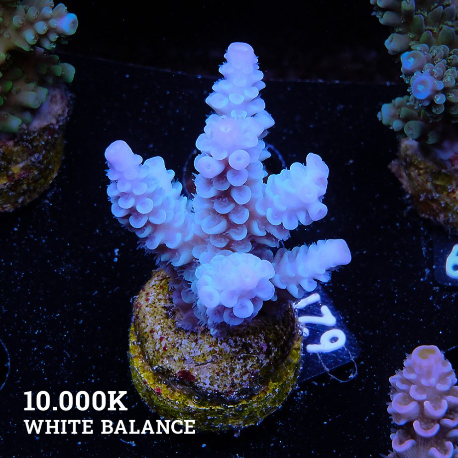Acropora Tenuis '100% Blue'