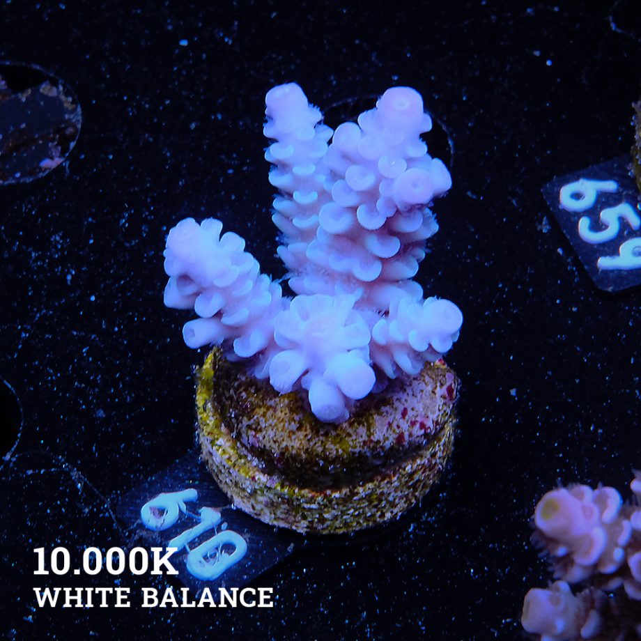 Acropora Tenuis '100% Blue'