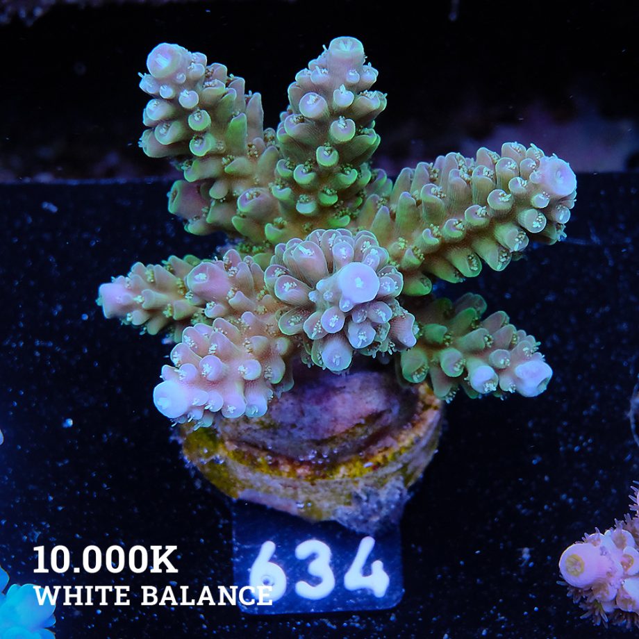 Acropora Nasuta