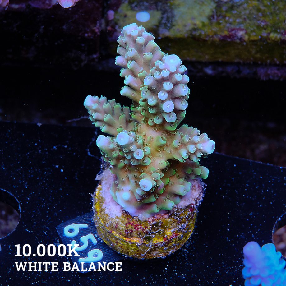 Acropora Nasuta